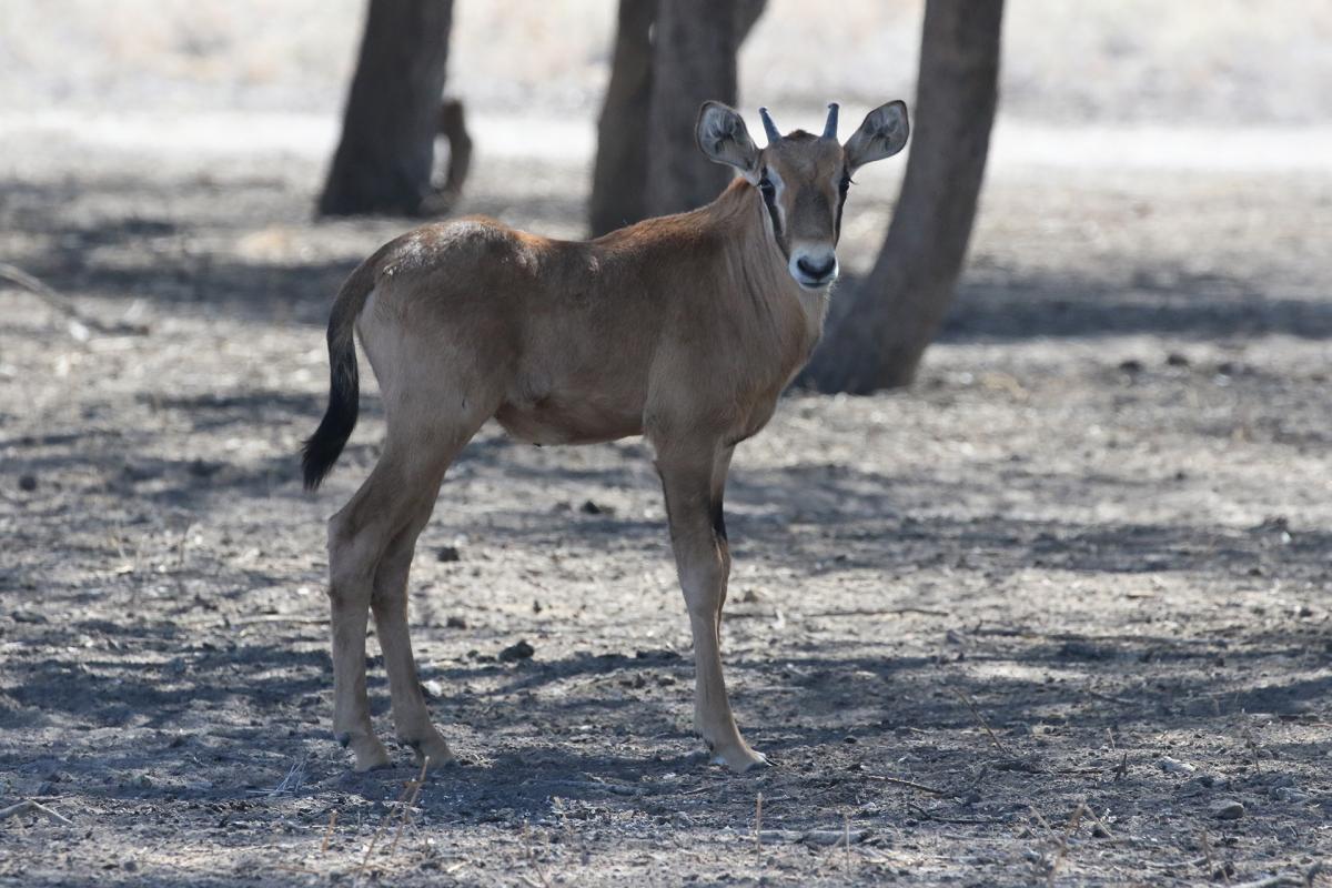 botswana kalahari exploringafrica safariadv