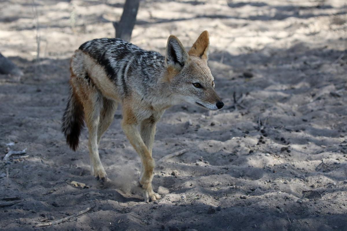 botswana kalahari exploringafrica safariadv