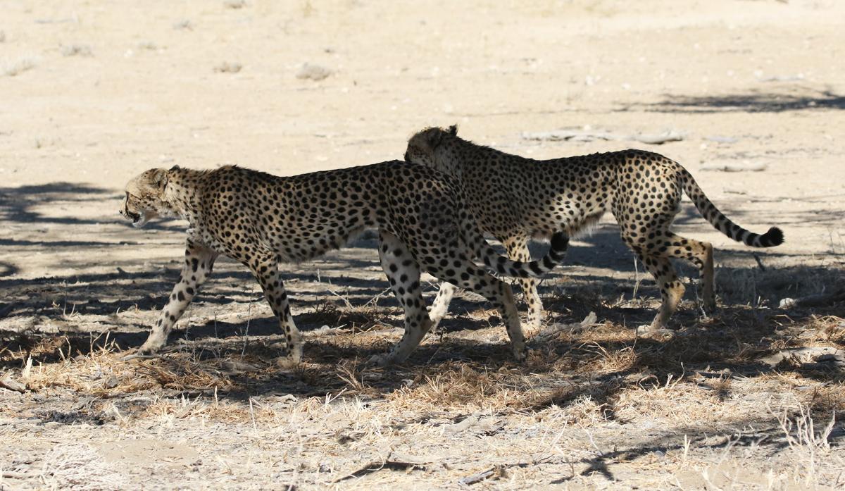 kgalagadi namibia exploringafrica safariadv romina facchi travel safari