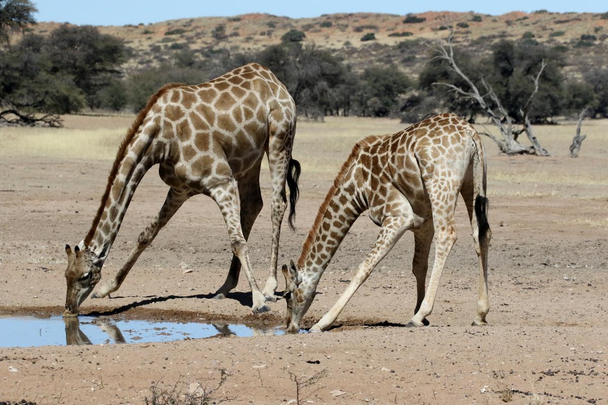 kgalagadi namibia exploringafrica safariadv rominafacchi travel safari
