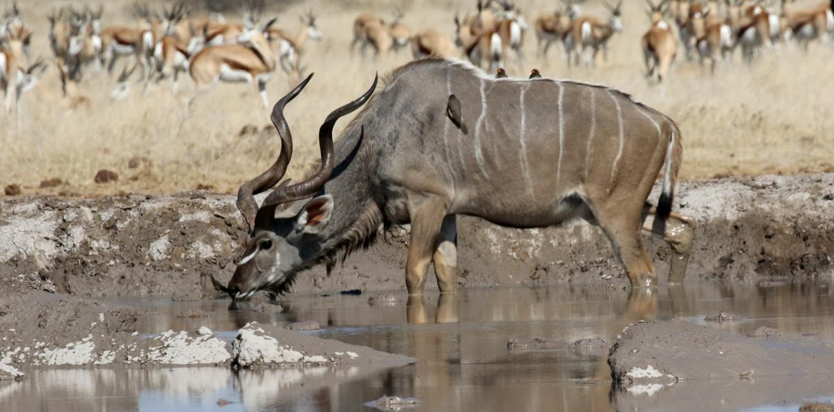 kudu nxai pan exploringafrica safariadv romina facchi botswana