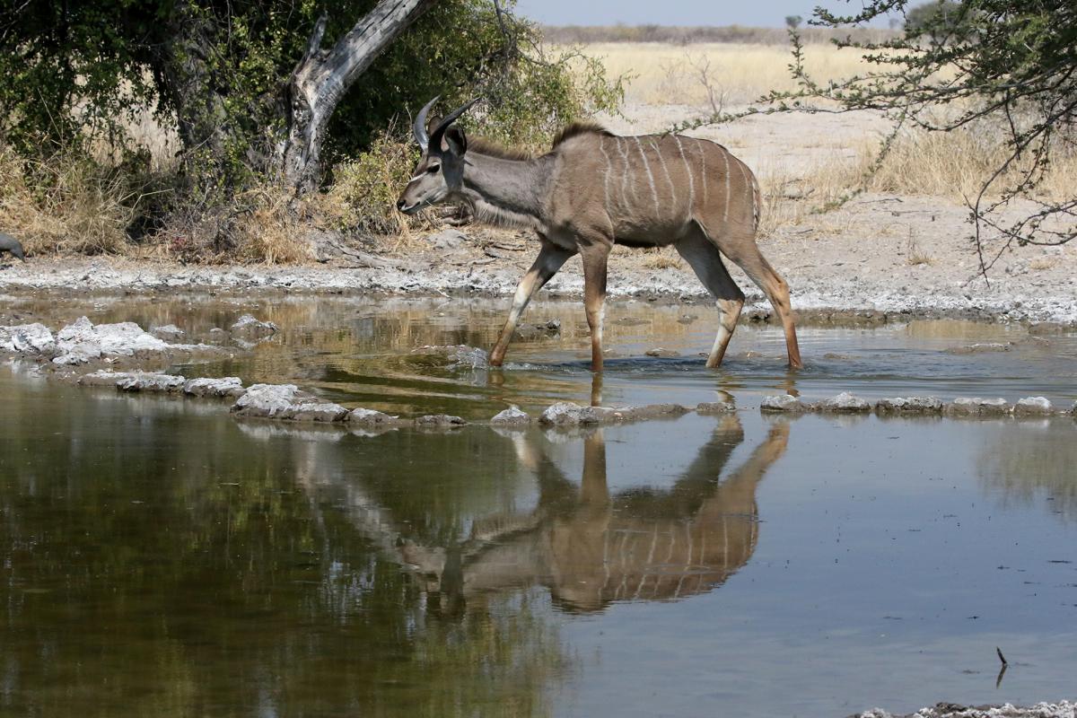 botswana kalahari Exploringafrica safariadv kudu