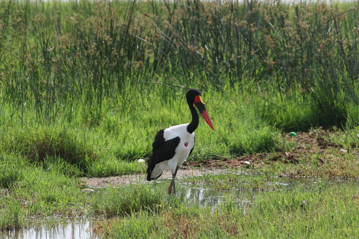 Ethiopia on the road lake ziway 