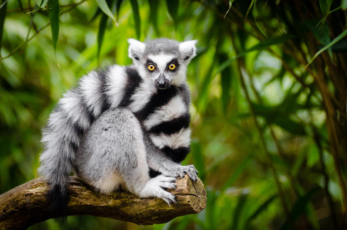 lemure Madagascar nosy be exploring africa SafariADV