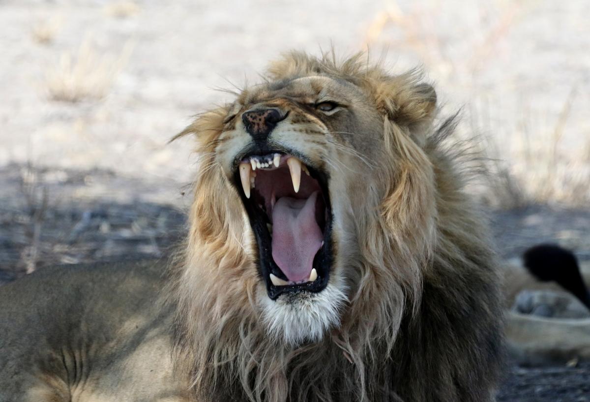 botswana kalahari Exploringafrica safariadv lion