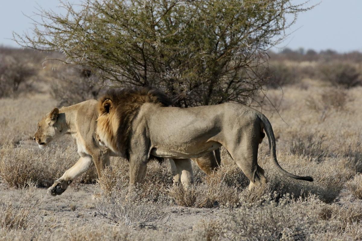 botswana kalahari Exploringafrica safariadv lion