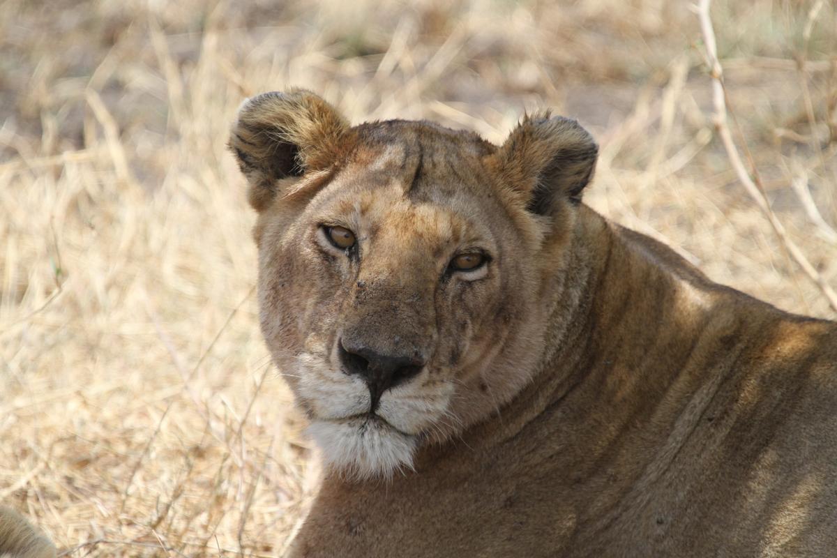 lion leone exploringafrica safariadv romina facchi
