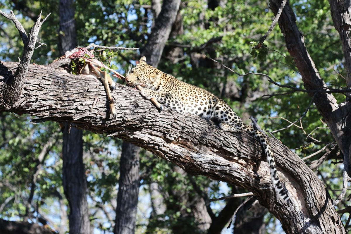 leopard exploringafrica safariadv romina facchi moremi botswana