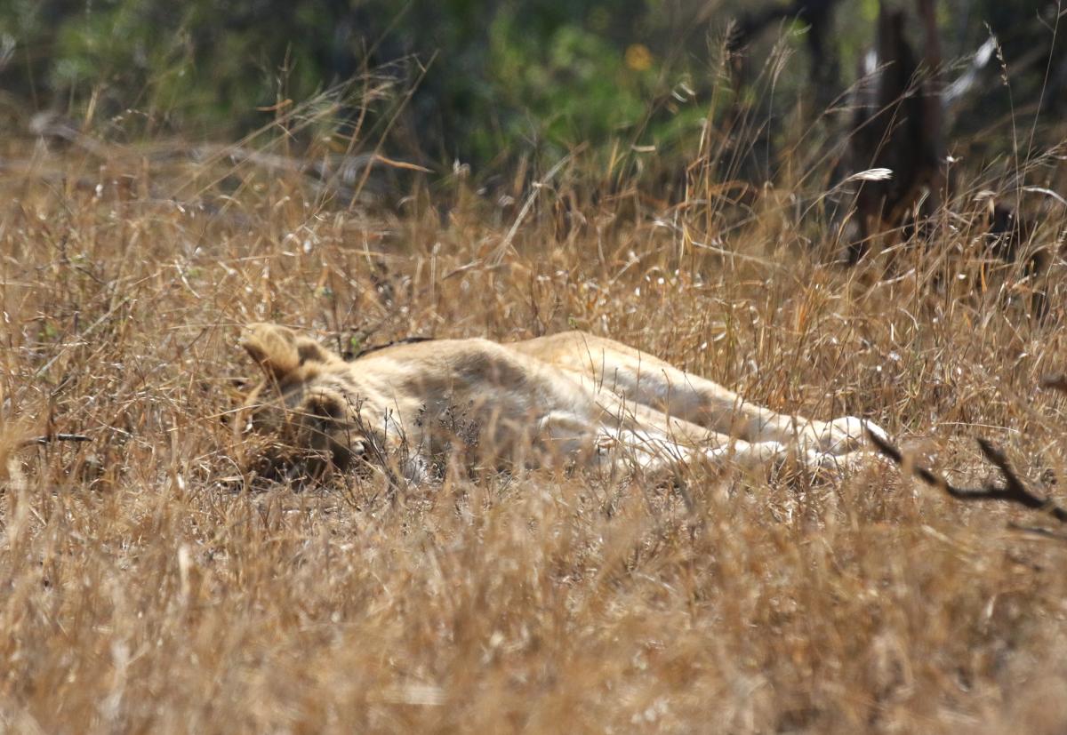 south africa sudafrica exploringafrica safariadv kruger lion safari travel