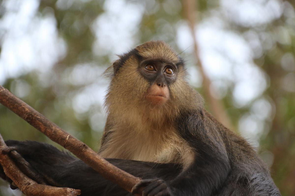 ivori coast monkey exploringafrica safariadv