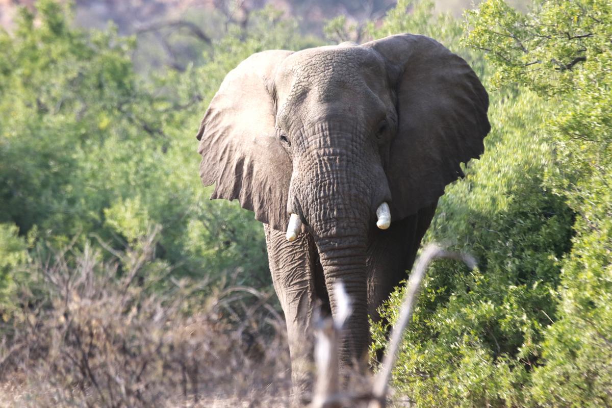 elephant mapungubwe south africa exploringafrica safariadv