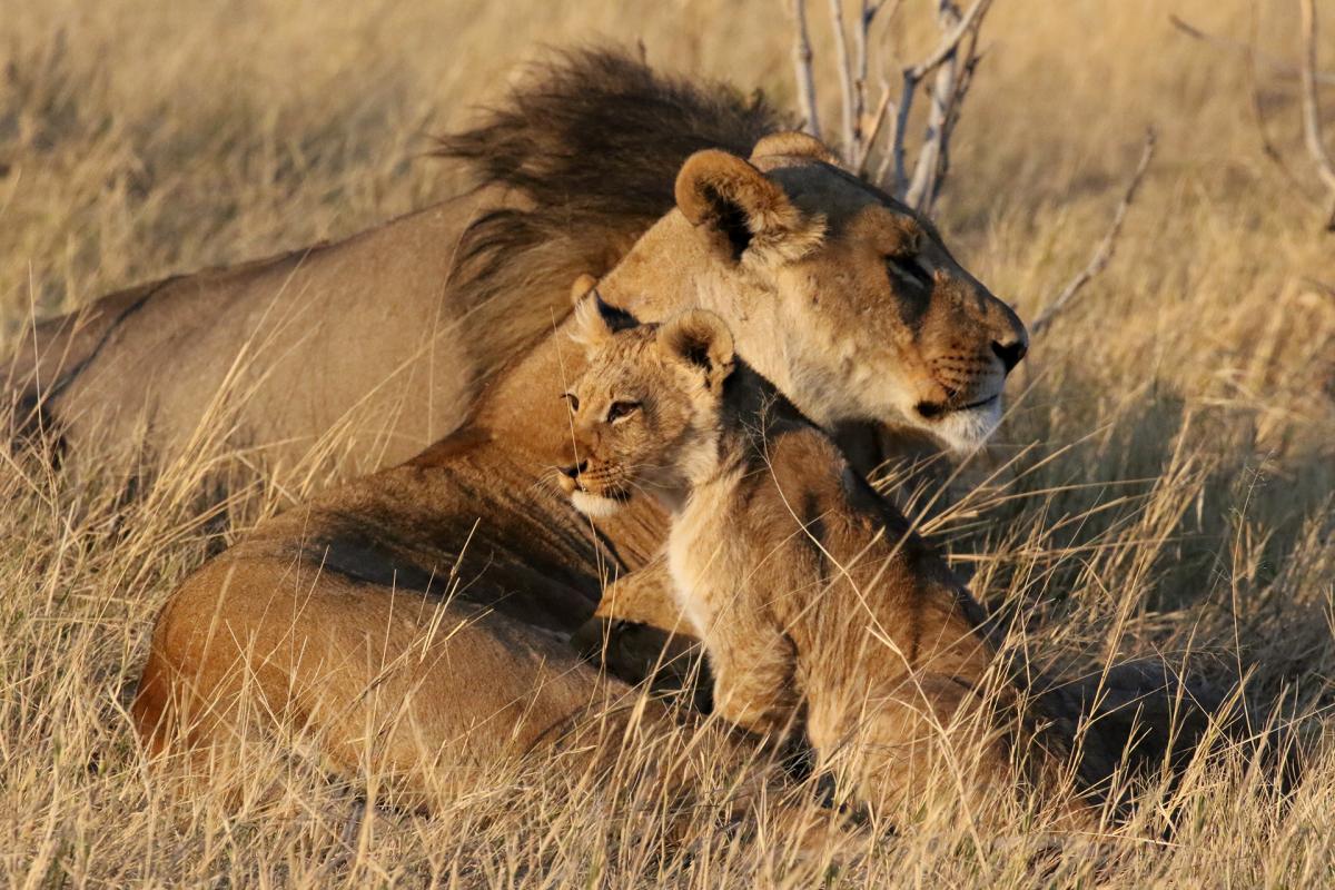 botswana savuti marsh pride safariadv exploring africa