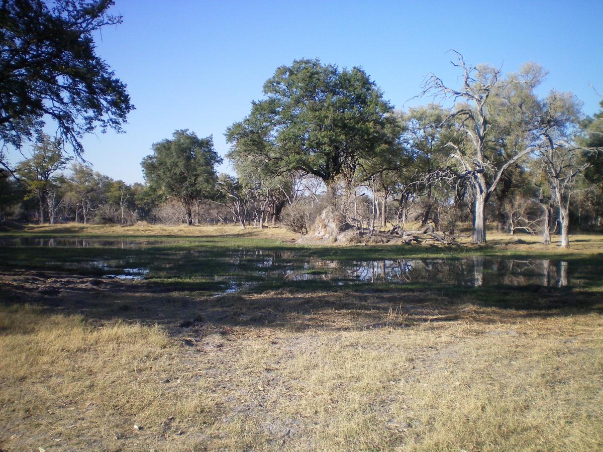 exploringafrica safariadv romina facchi botswana moremi