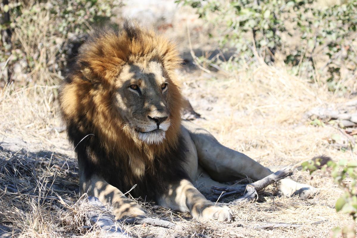 moremi lion exploringafrica safariadv romina facchi botswana safari