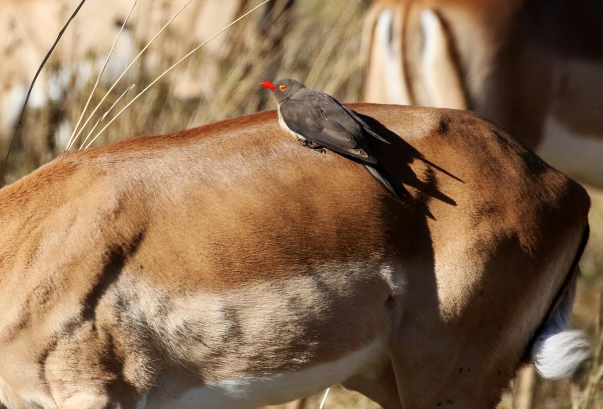 exploringafrica safariadv romina facchi botswana moremi