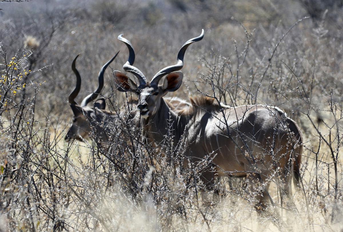 namibia exploringafrica safariadv romina facchi etosha travel safari kudu