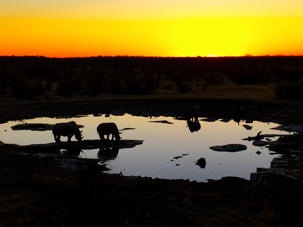 namibia exploringafrica safariafv safari romina facchi etosha