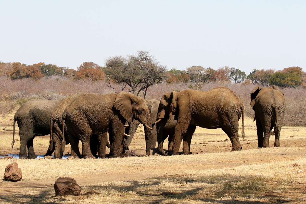 Namibia Mahango National Park elephant exploringafrica safariadv romina facchi