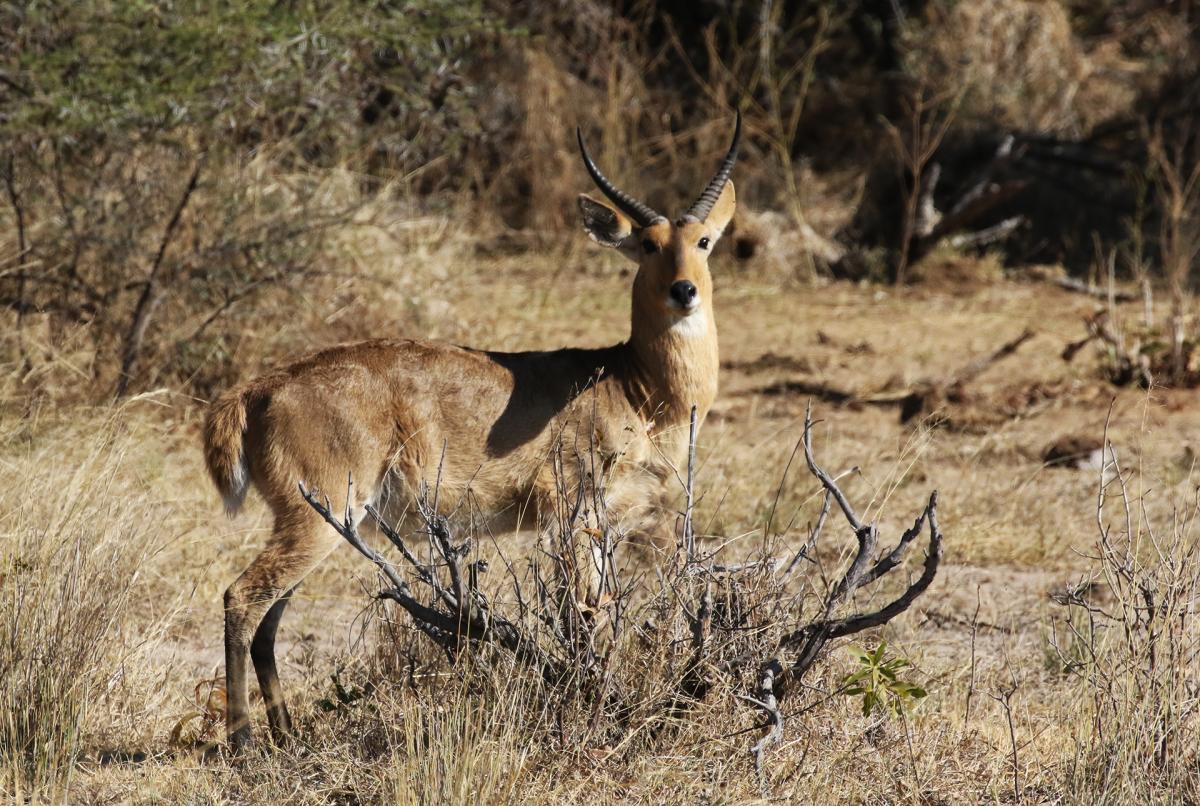 Namibia Mahango National Park puku exploringafrica safariadv romina facchi