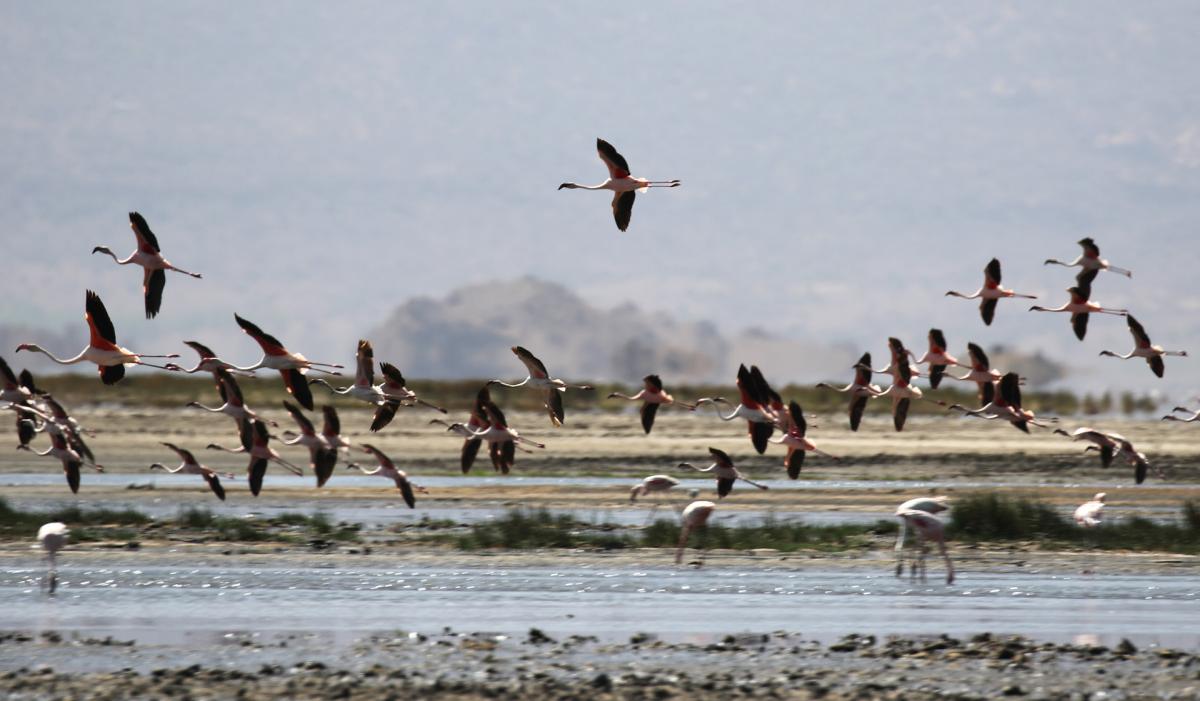 tanzania lake natron exploringafrica safariadv romina facchi