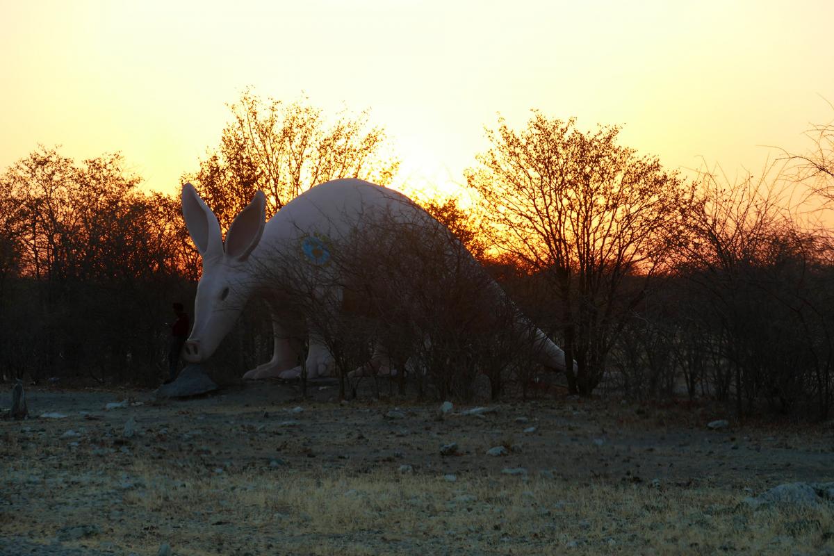 botswana planet baobab