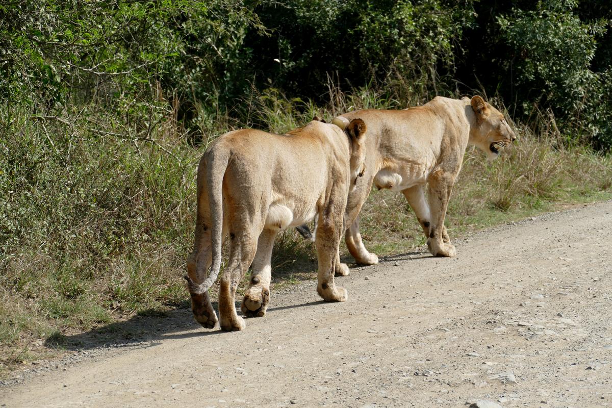 lion exploring africa safariadv south africa