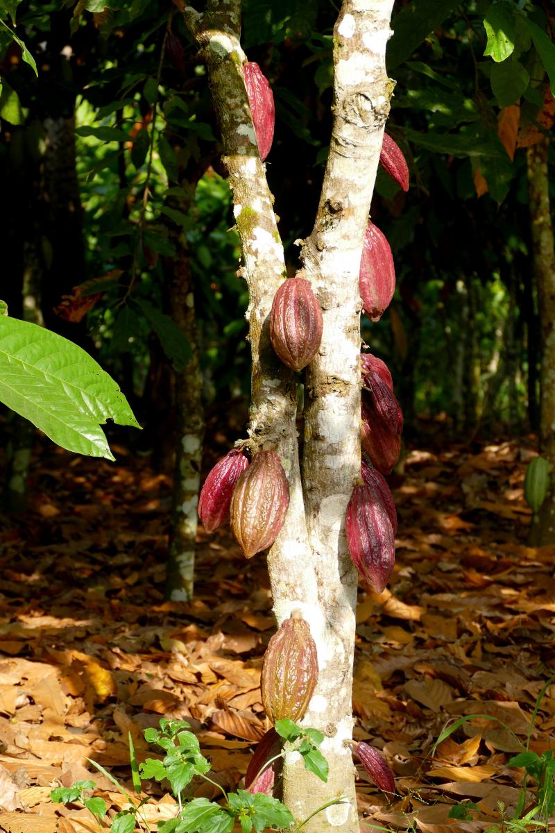 ivory coast exploringafrica safariadv romina facchi cocoa cacao