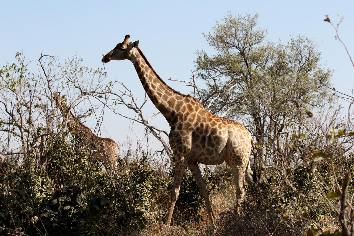 exploringafrica safariadv moremi botswana romina facchi 