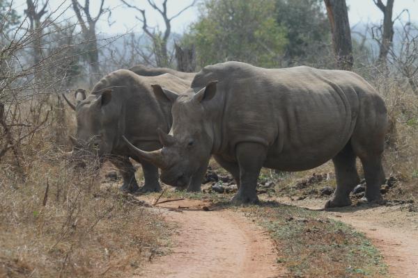 swaziland hlane rhino rinoceronte