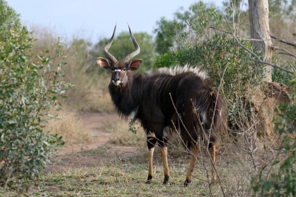 swaziland nyala 