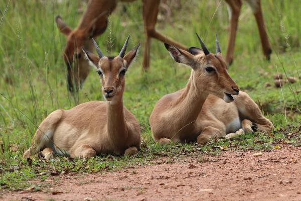 swaziland Mlilwane