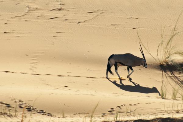 namib-naukluft national park namib desert namibia gemsbok