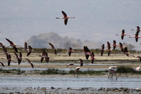 Natron Lake: one of the preferred place from flamingos for breeding