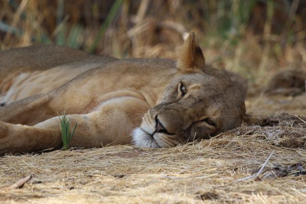 lion leone kenya africa exploringafrica romina facchi safari