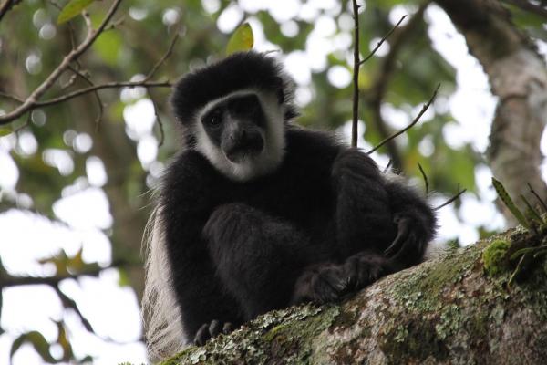 Arusha National Park: Angola White and Black Colobus, Colobus angolesis