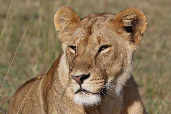 Masai Mara National Reserve: stunning female lion laying in the grass