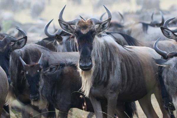 gnu and the great migration in Masai Mara National Reserve