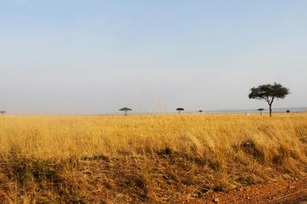 Masai Mara National Reserve landscape