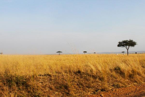 masai mara exploringafrica savannah romina facchi safariadv great migration 