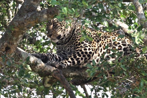 masai mara exploringafrica savannah romina facchi safariadv leopard great migration zebre river