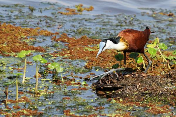 an african jacana hunt in Amboseli National Park