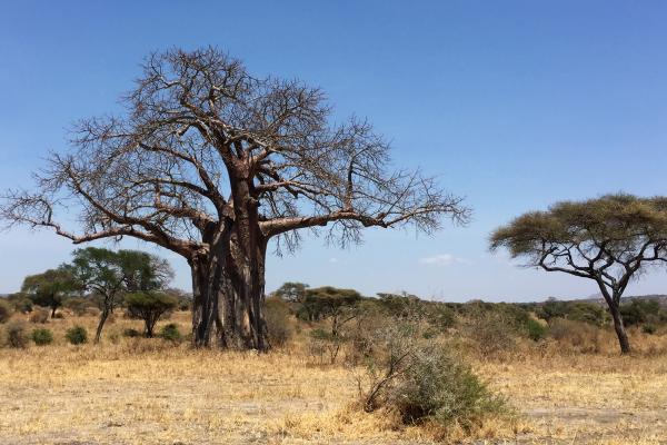 Tarangire National Park: majestic baobab adansonia digitata 