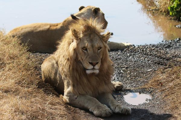 beautiful lions in Ngorongoro Conservation Area 