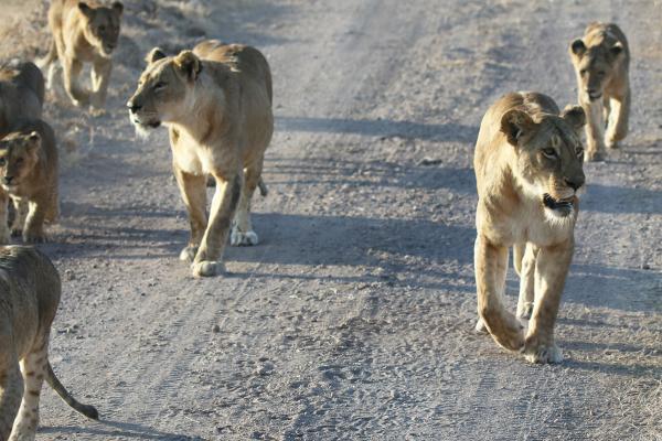 lion pride in Ngorongoro Conservation Area