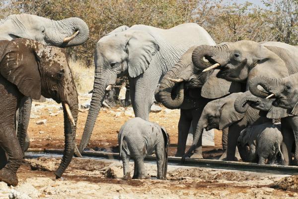 Etosha National Park pan and elephants
