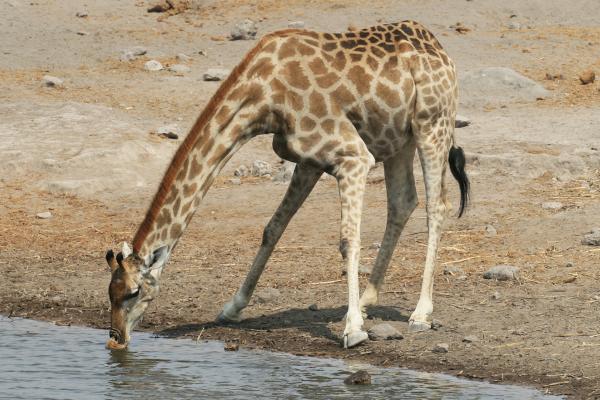 drinking giraffe in Etosha National Park