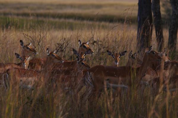 zimbabwe antilopi hwange 