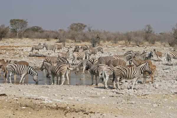 etosha National Park the pan zebre