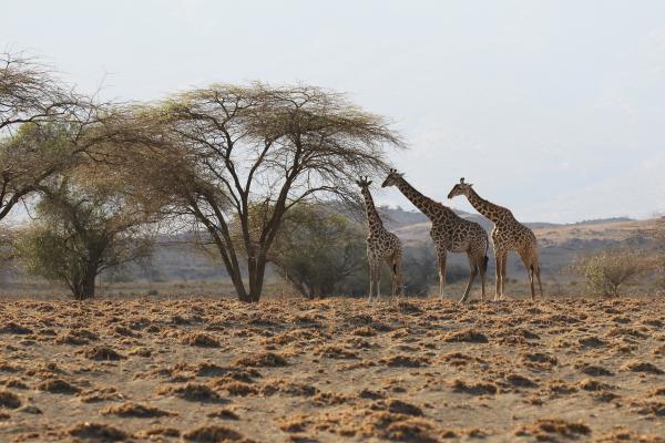 lake natron tanzania giraffes safariadv exploringafrica rominafacchi