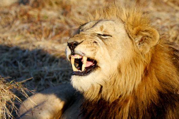okawango delta exploringafrica safariadv romina facchi lion travel viaggi